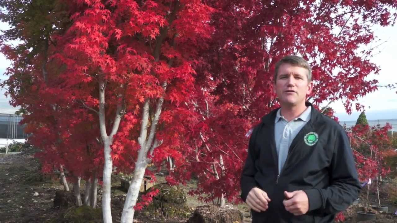 Trees for Fall Color