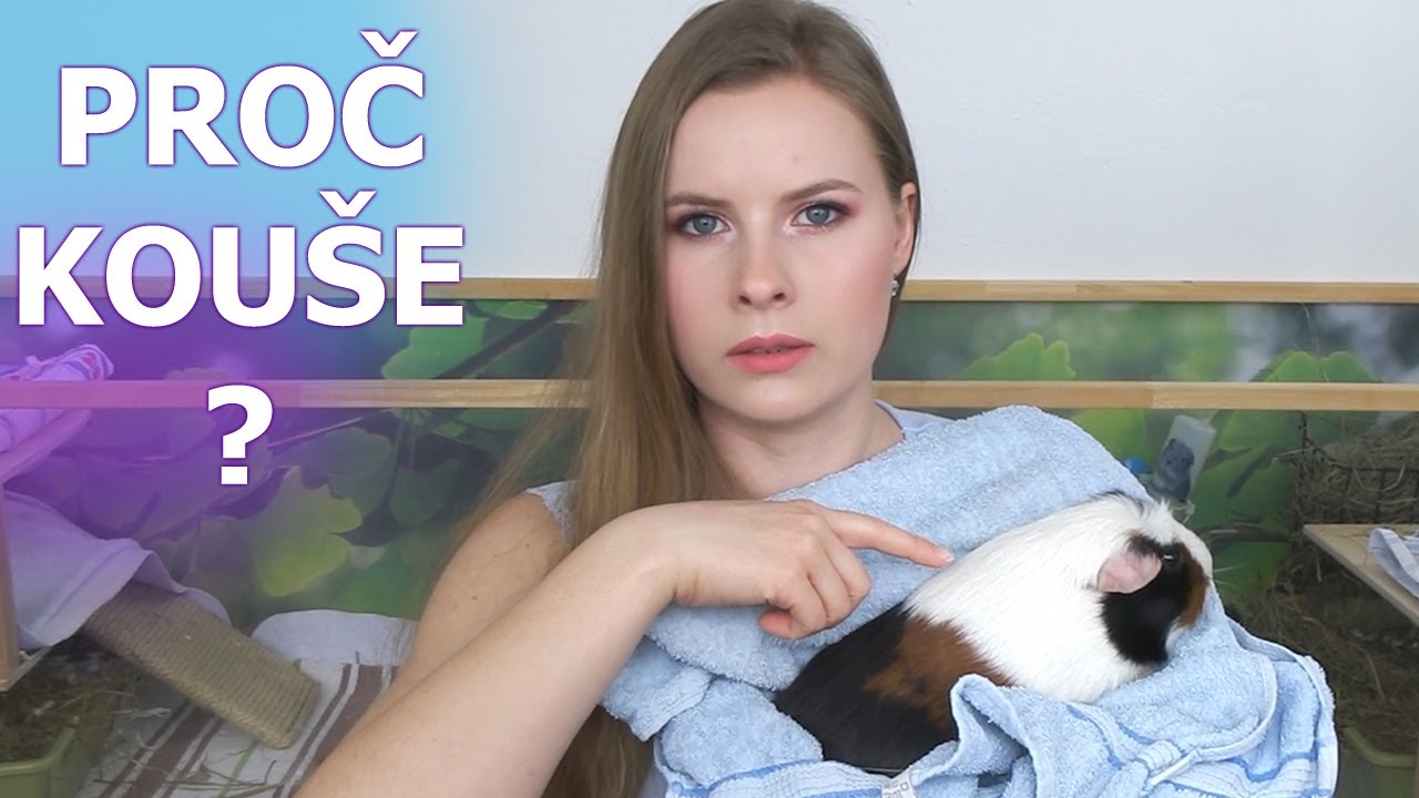 Proč moje morče kouše? | Alue