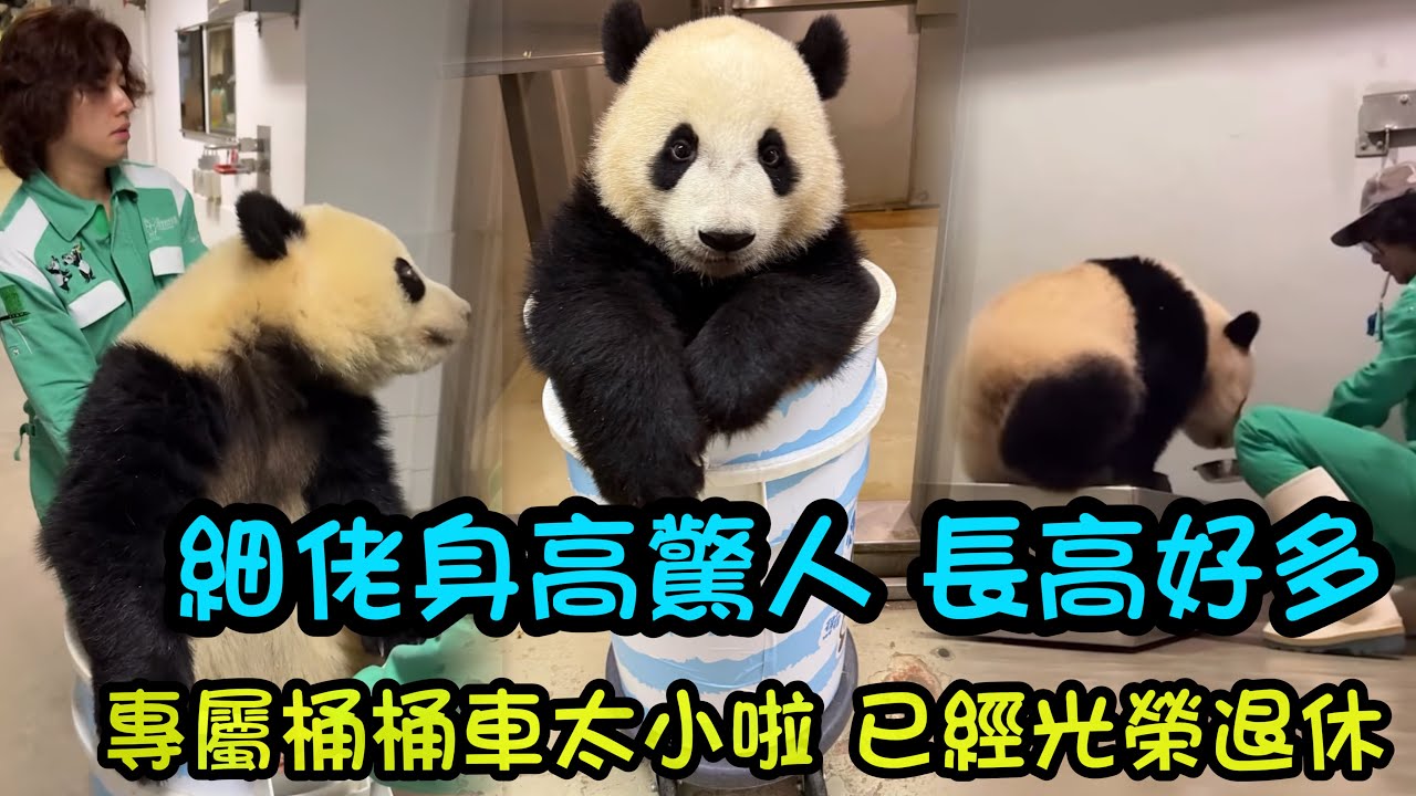 2月27日  家姐細佬長高長大了好多，桶桶車已經塞不進兩姐弟喇，細佬坐進去就快要比奶爸還高#香港大熊貓  #大熊貓家姐細佬