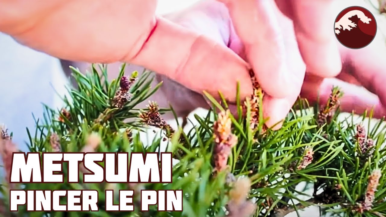 МЕТСУМИ ТЕХНИКА ПРИЖИМКИ СОСНОВЫХ СВЕЧЕЙ 🌱 НЭДЗИКАН БОНСАЙ 🌱