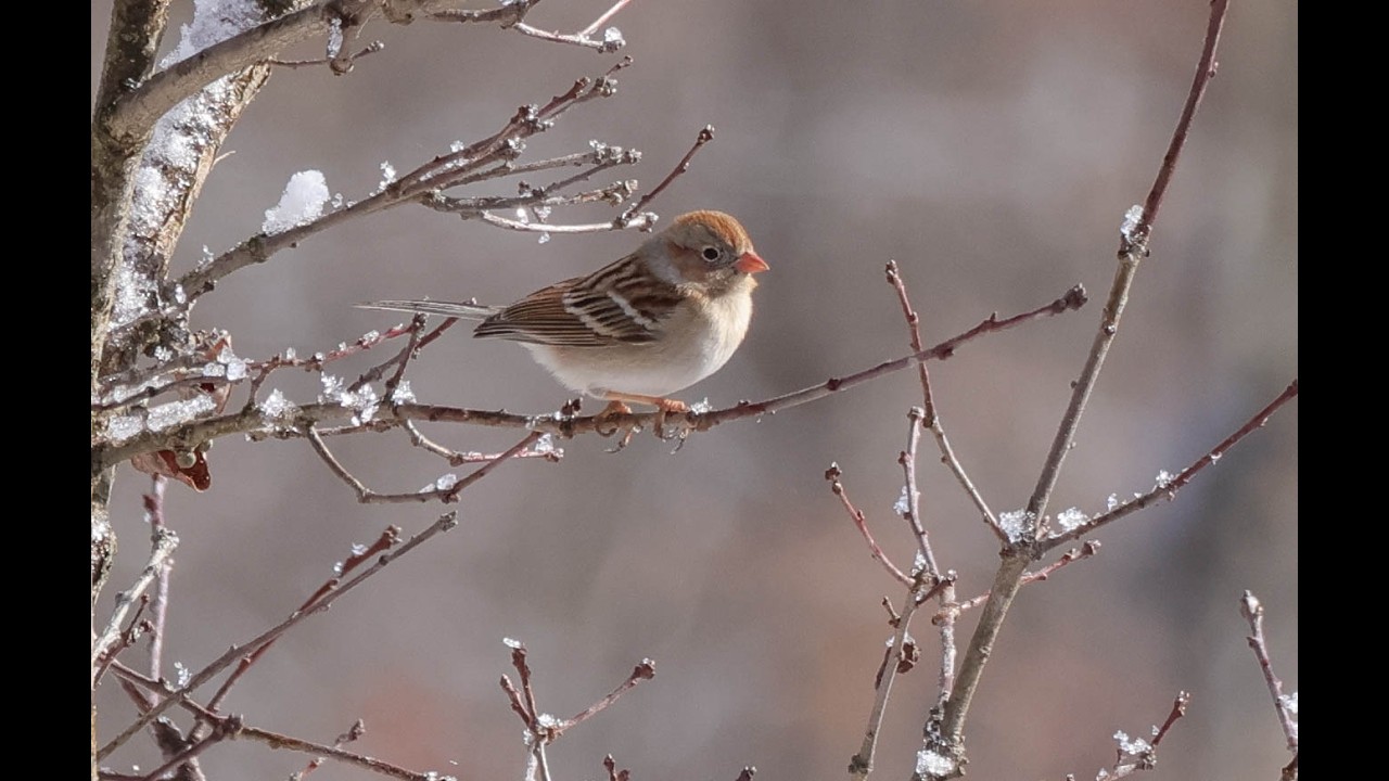 Frances E Walter Dam, Eagle's Nest, Lost Lens #nature #baldeagle