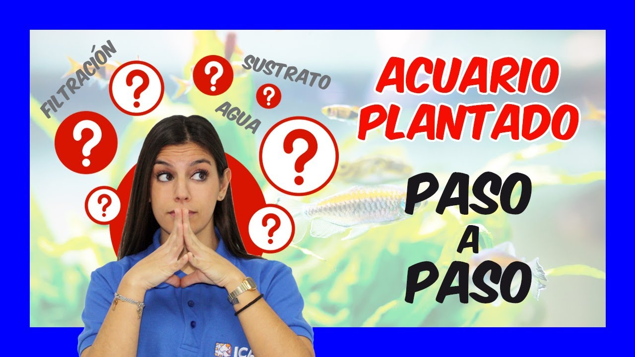 Acuario plantado paso a paso - sustrato, tipo de agua y filtración