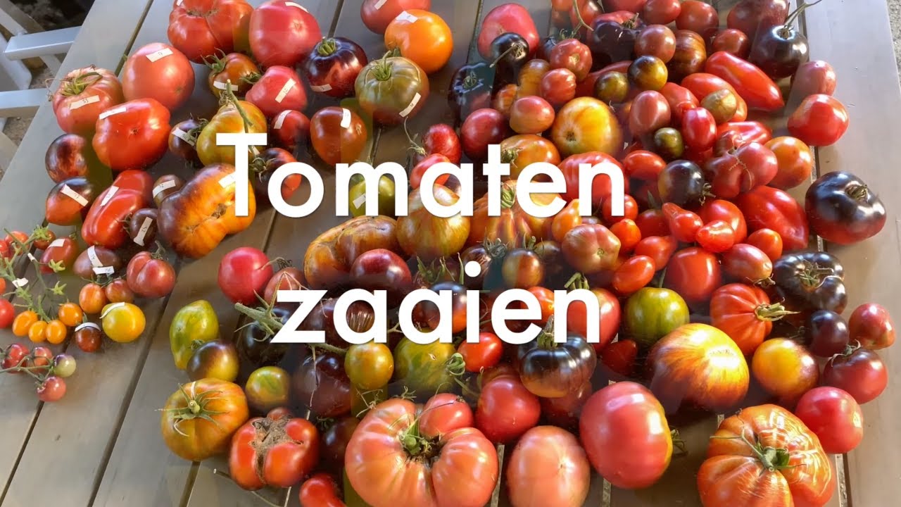 Ini's Moestuin #178  -  Begin maart: tomaten zaaien