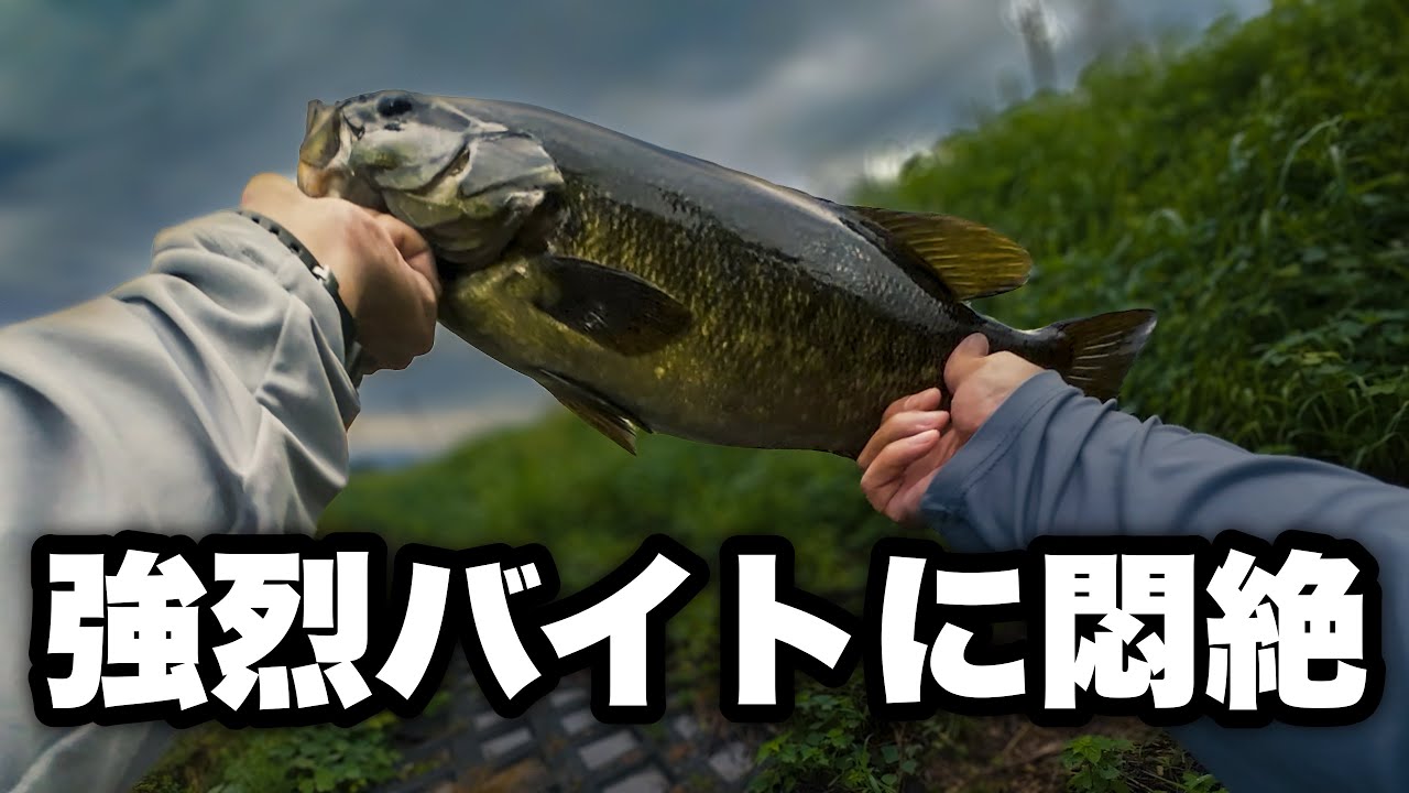 【バス釣り】8月の川スモールが本気喰いしてくる釣り方はコレ