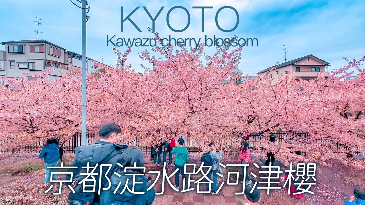 京都淀水路河津櫻 享受最後的櫻吹雪｜4K HDR｜2024 Kyoto Kawazu cherry blossom