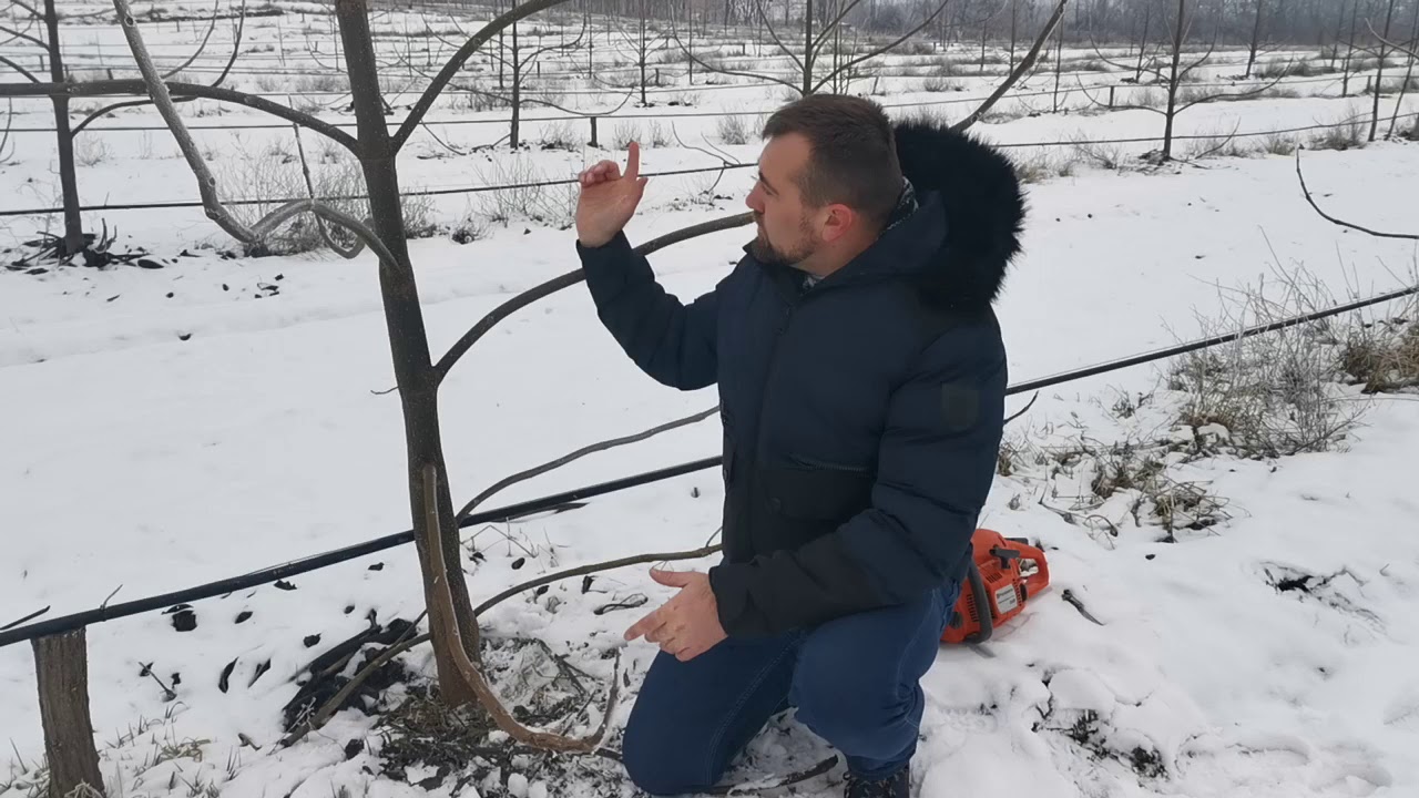 Ipari Császárfa, visszavágás munkafolyamat bemutatása