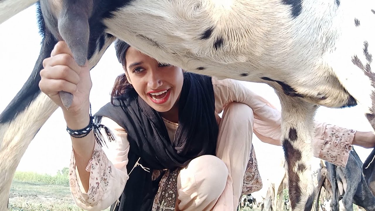 Desi girls bakri dudh Goat Goat Milking Goat Farming goat milk Village Girl Vlog  Sonia Khan funny