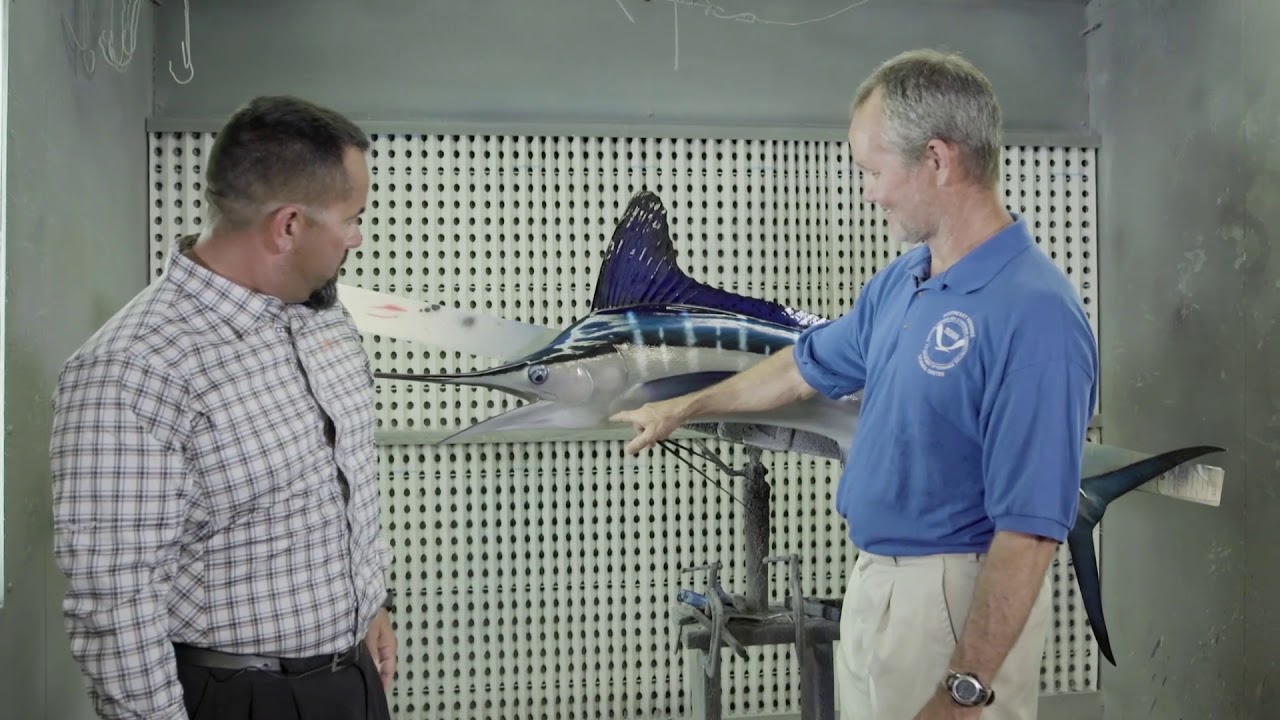 Billfish Identification | White Marlin vs Roundscale Spearfish