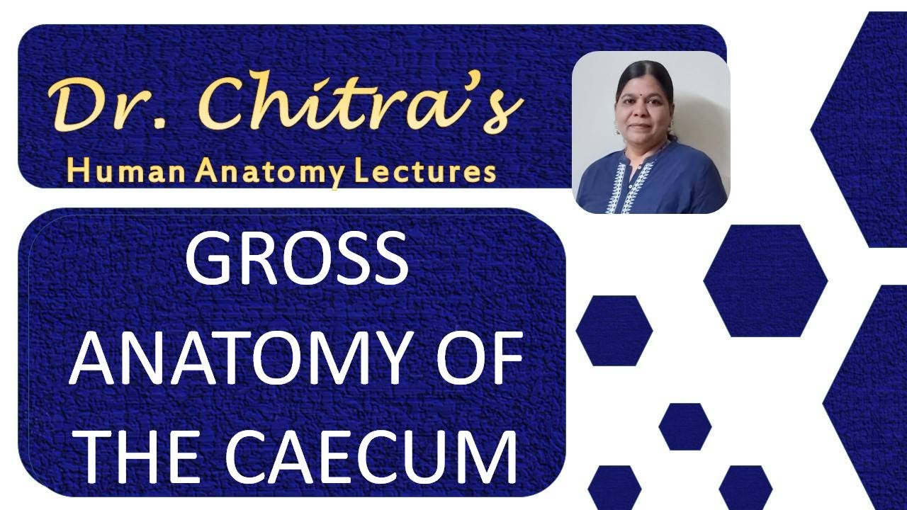 Gross anatomy of the Caecum