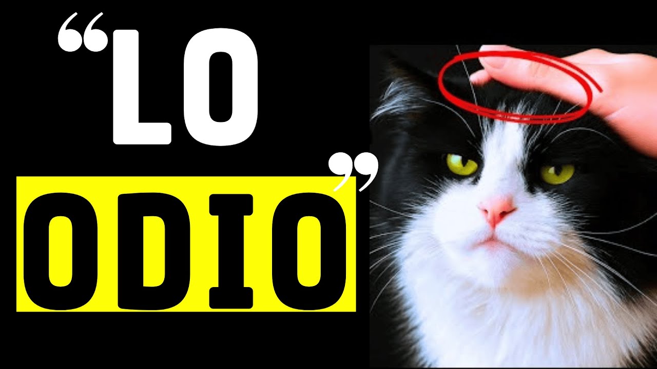 Lo que más odian los gatos: ¡9 cosas peores que ser alzados en brazos!
