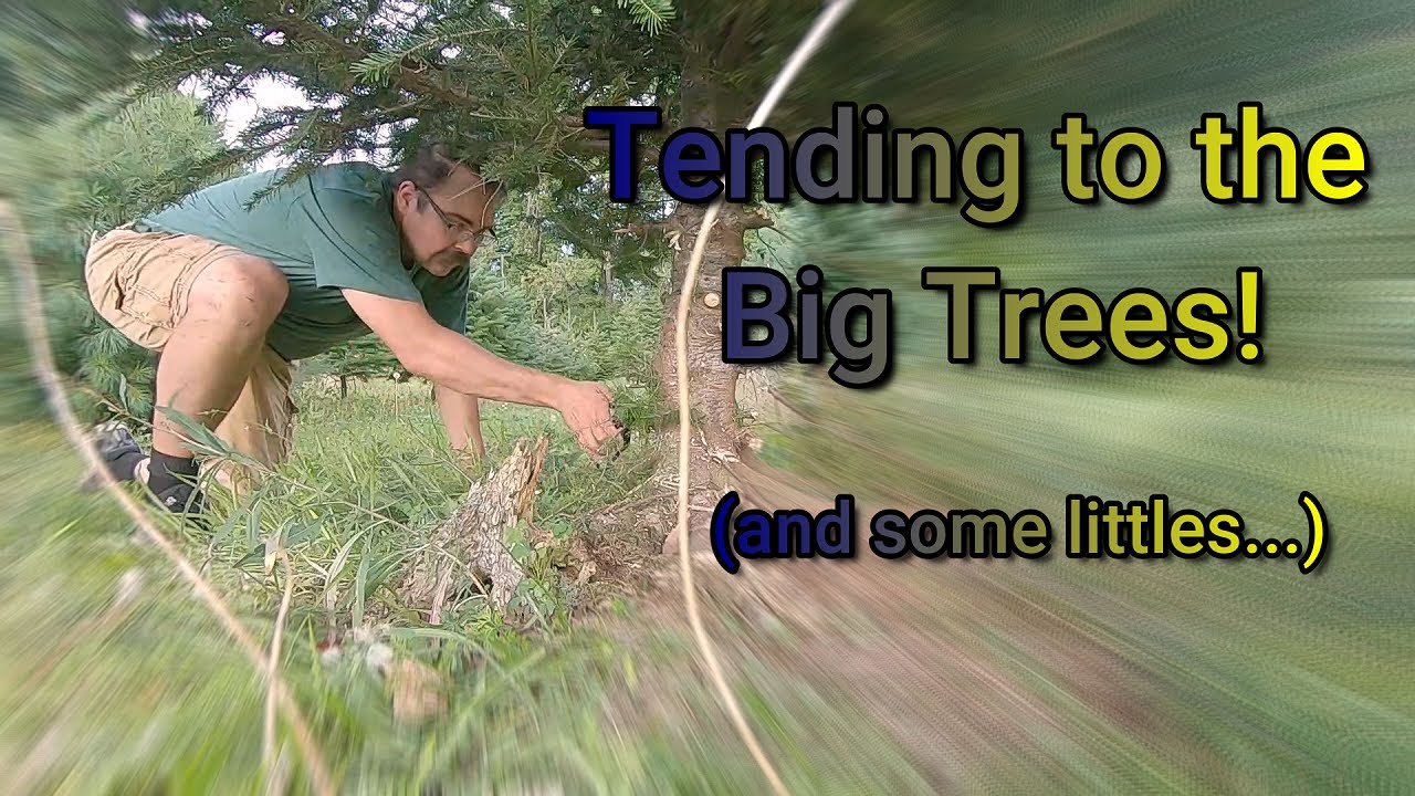 Shearing a BIG Tree and Shearing a little Tree... Tips on handling different sized trees.