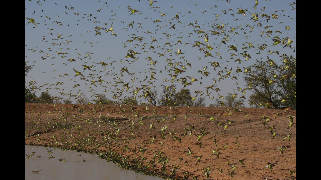 Biggest Swarm of Budgies