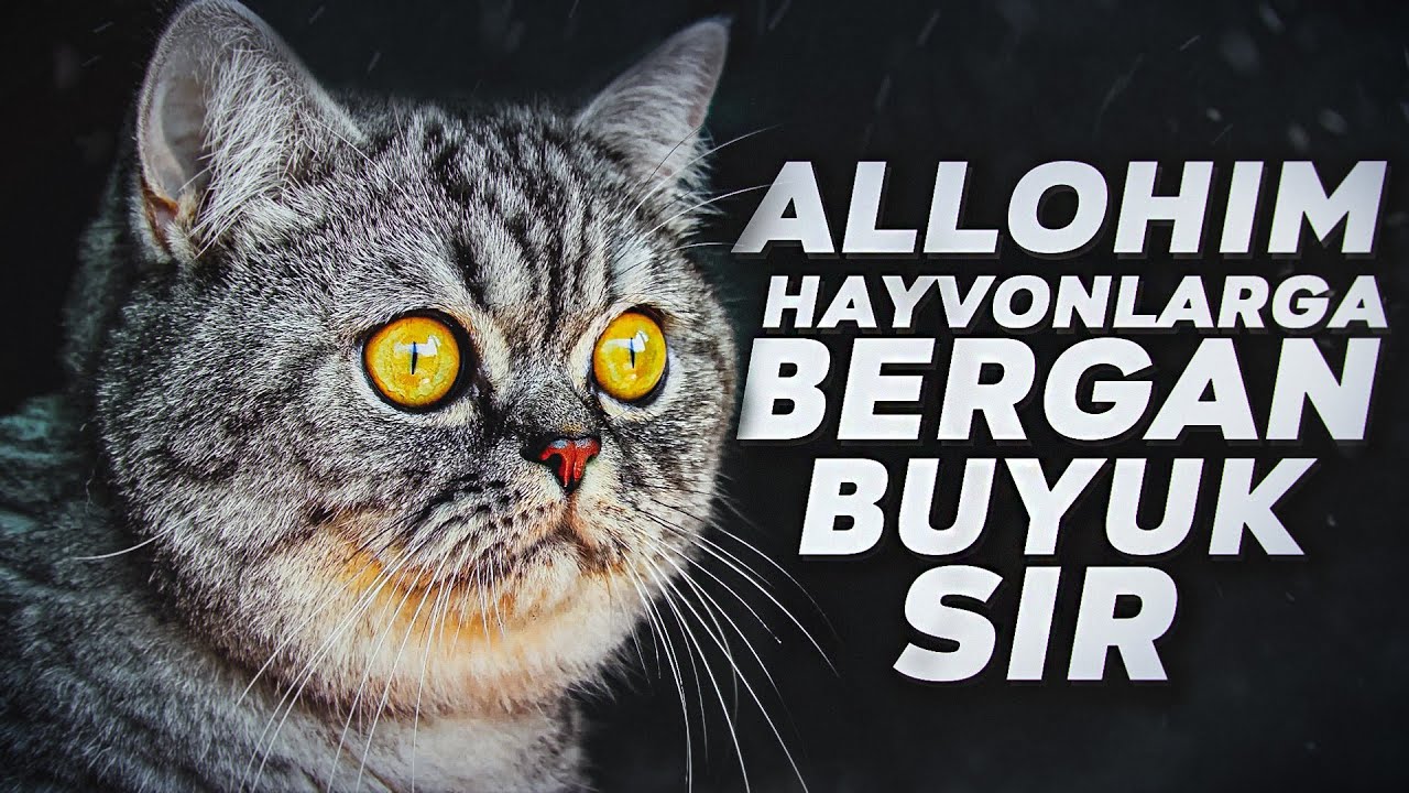 ICHINGIZ QALTIRAYDI! ALLOH HAYVONLARGA BERGAN BUYUK SIR.