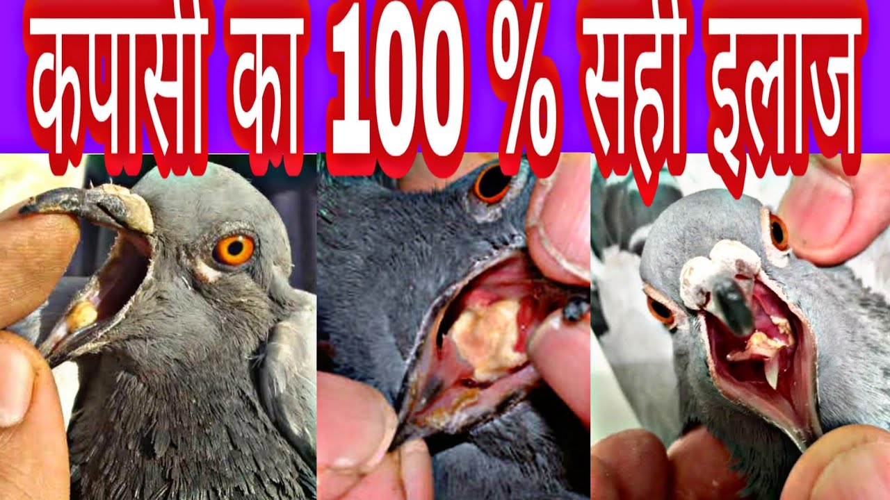 Treatment For Canker In Pigeons | कपासी का इलाज |