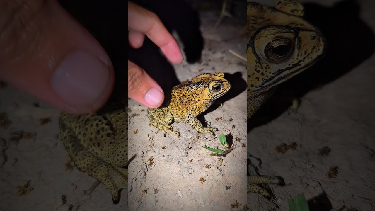Catch Frog Beep Beep So Funny HaHaHa | Laughter of famous frogs | Up and Down of the Frogs