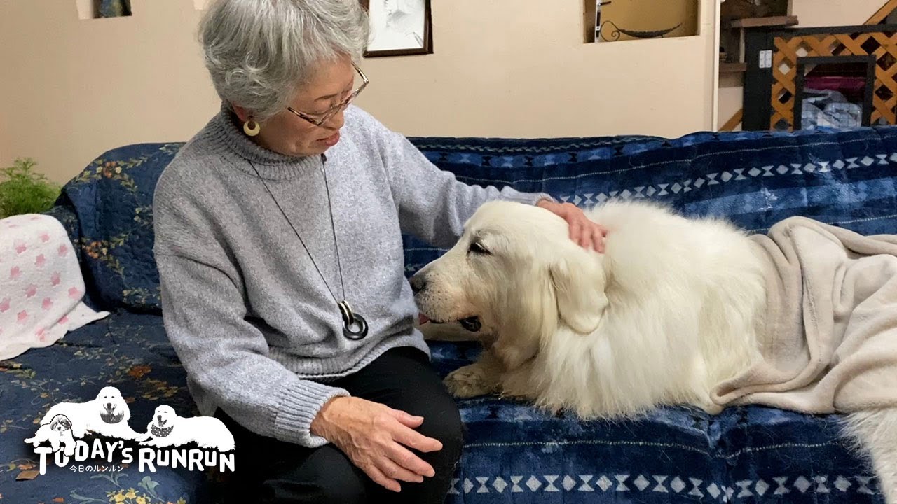 ブリーダーさんご訪問でテンションMaxのルンルンとアランとベルです　Great Pyrenees　グレートピレニーズ