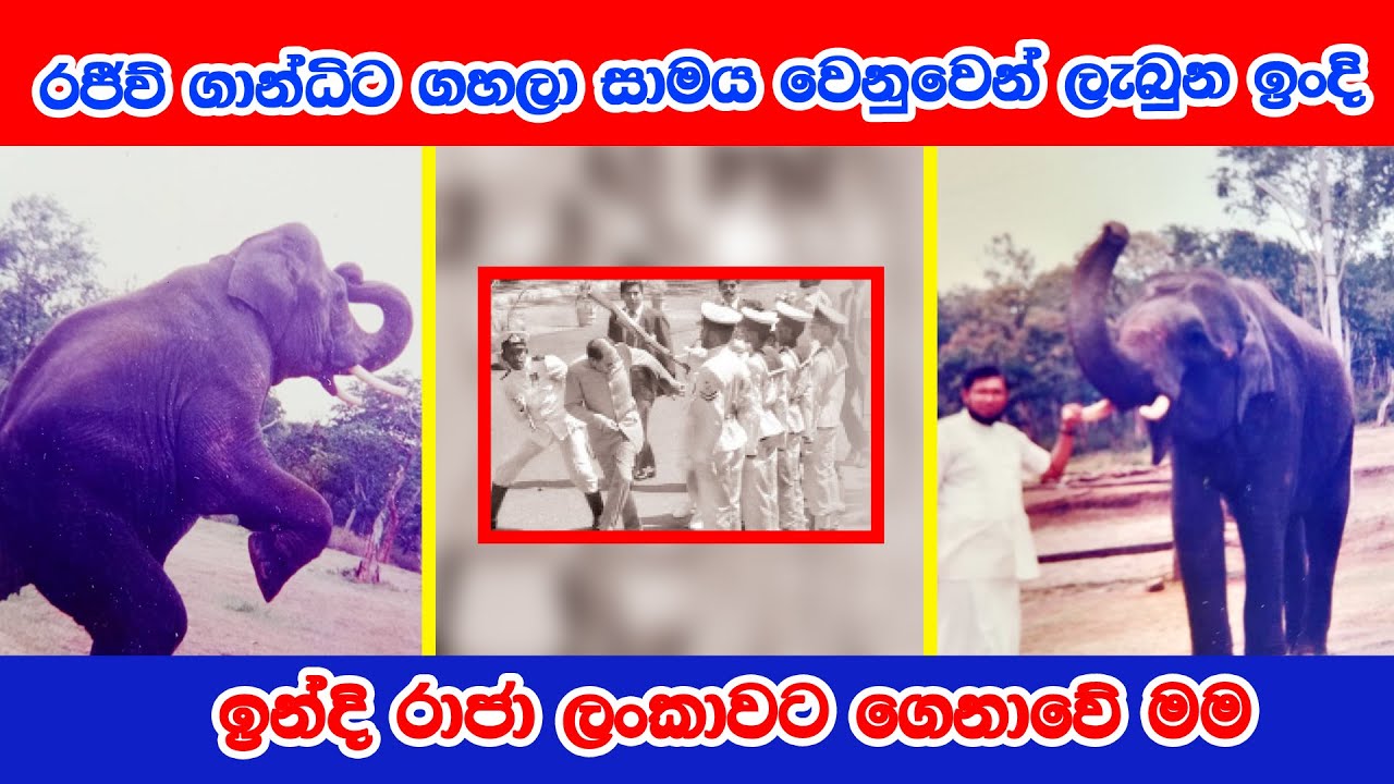 Indi Raja Sri Dalada Maligawa Ath Panthiya ඉන්දියාවෙන් ලද සාමය සංකේතය බදු  මගුල් ඇතු