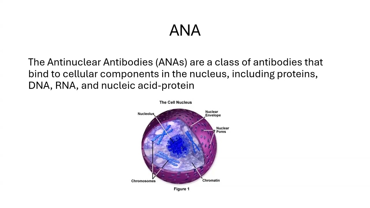 The ABCs of ANAs and ENAs