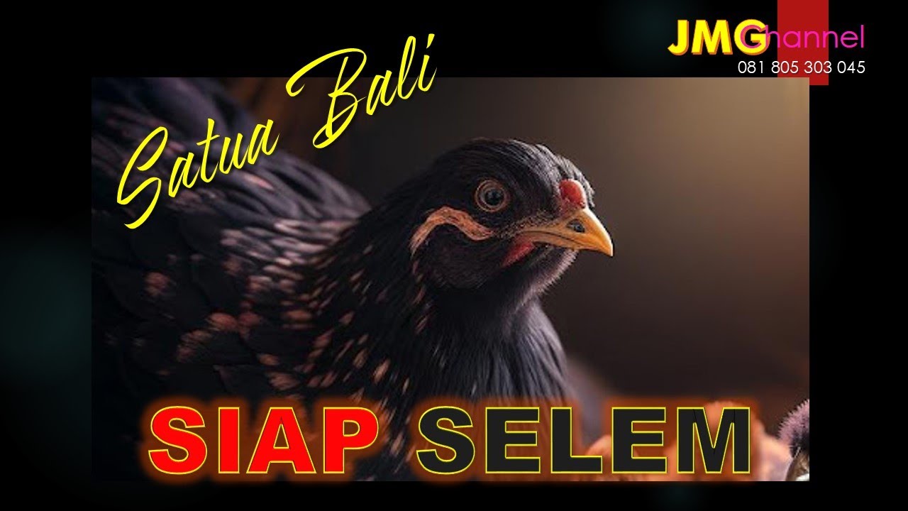 SATUA BALI - SIAP SELEM