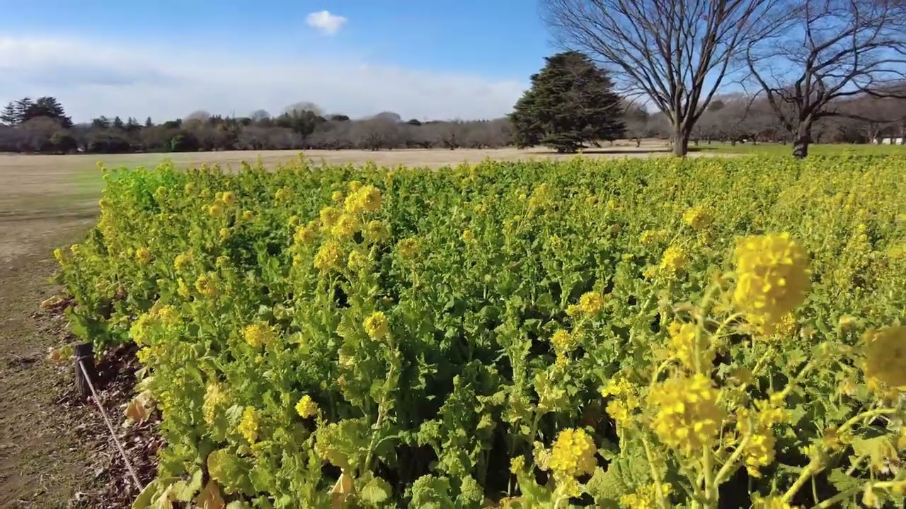 早春の昭和記念公園2026年１月・ろうばい・菜の花・すいせん・白梅・紅梅