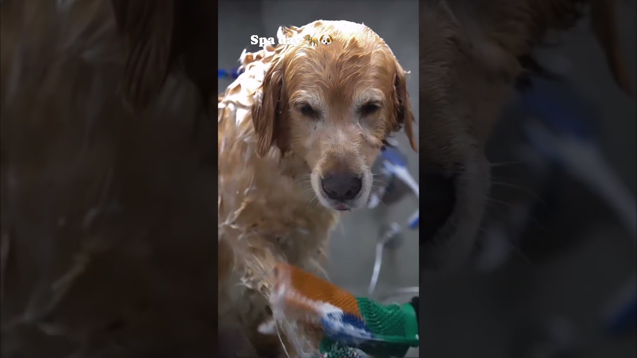 transforming Your Dog's Look: A Perfect Grooming Session! 🐕🐾#dog  #care