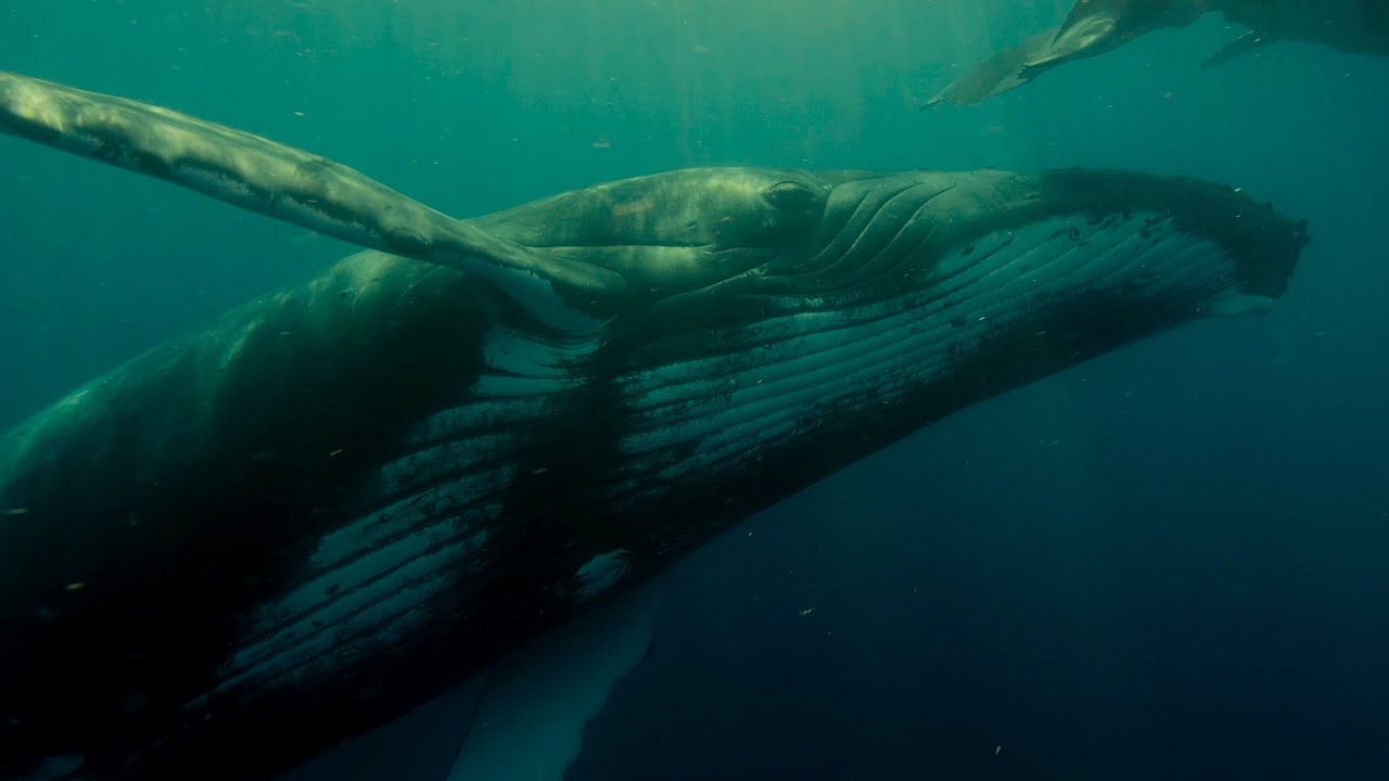 Nesna - Vega mixII feat:Goeksegh - Northern Lights;  Faala - Humpback Whale (Megaptera novaeangliae)