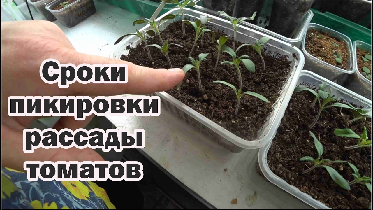 Какой возраст рассады томатов самый подходящий для пикировки