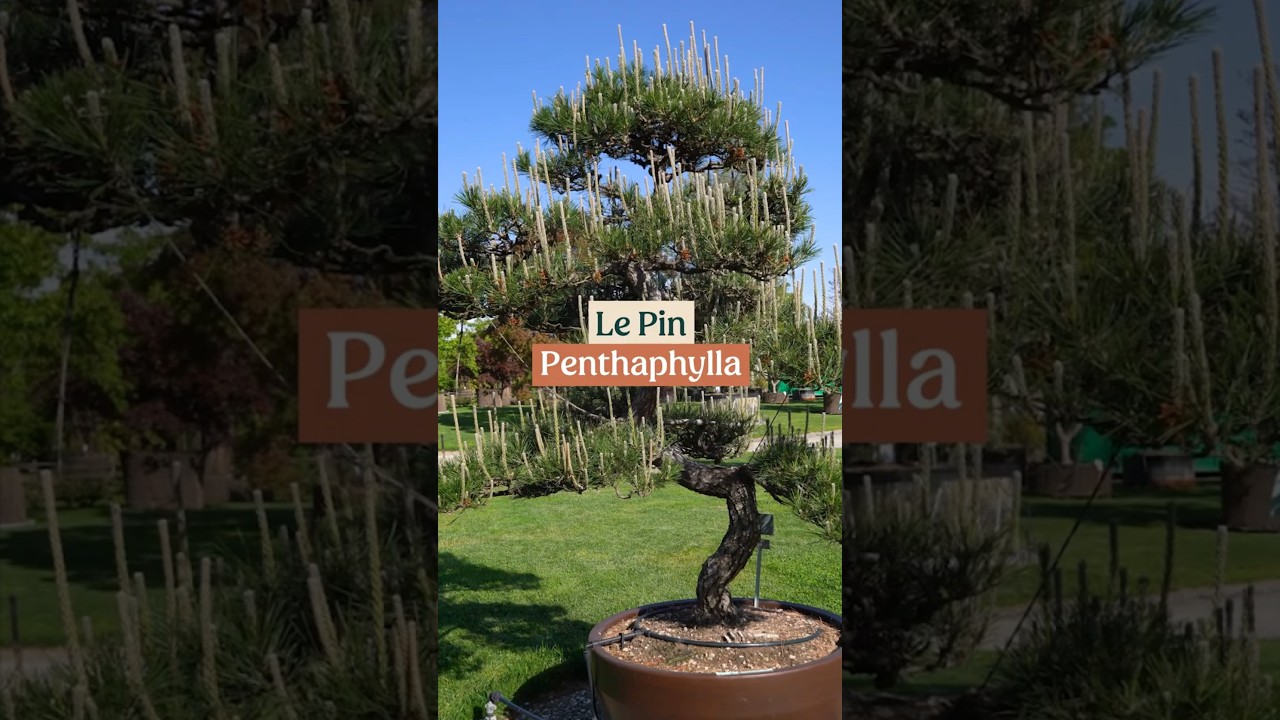 Le pin Pentaphylla 🌿