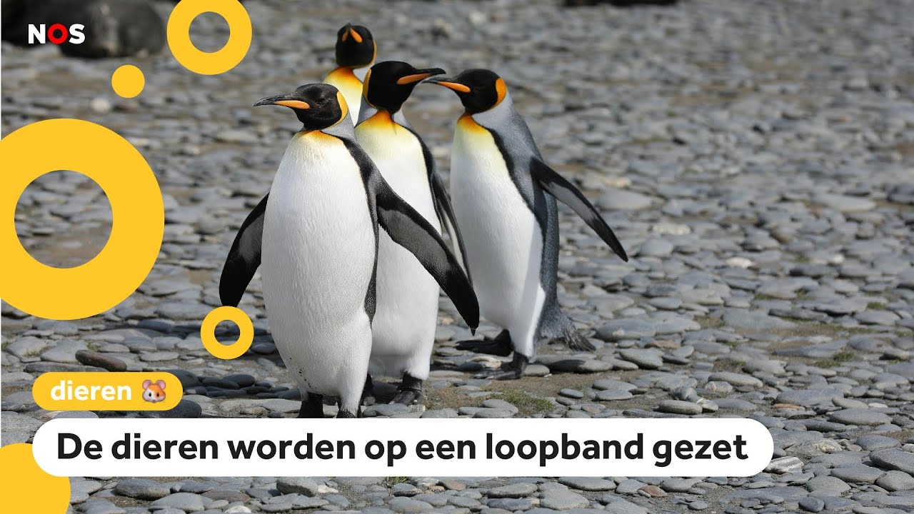 Pinguïns kunnen mensen helpen met hun gewaggel