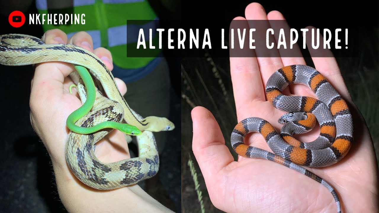 Finding a Gray-banded Kingsnake LIVE on Camera! Snake Hunting in West Texas