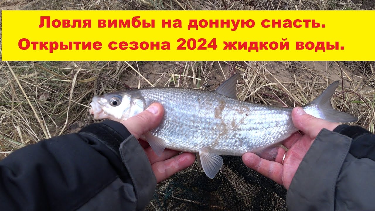 Открытие сезона 2024.Ловля вимбы на донную снасть.Весенняя разведка.Vimbas cope Gaujas upē.