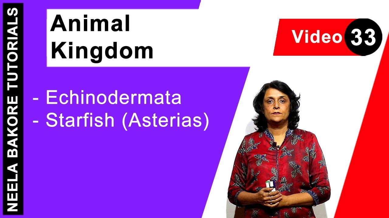 Animal Kingdom | NEET | Echinodermata - Starfish (Asterias) | Neela Bakore Tutorials