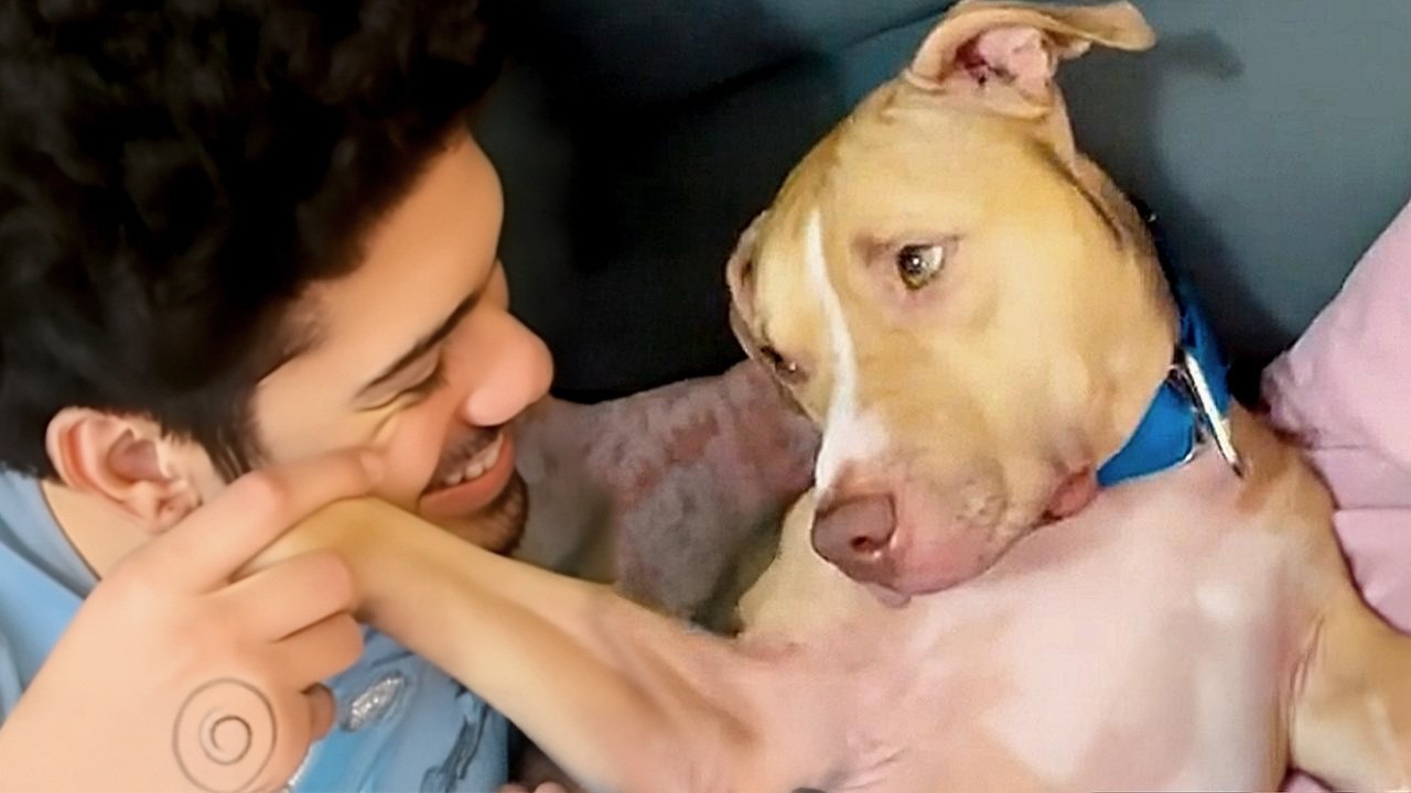 Dog Shows Who His Favorite Human Is Every Day 😁 Funny Dog and Owner Videos 2025