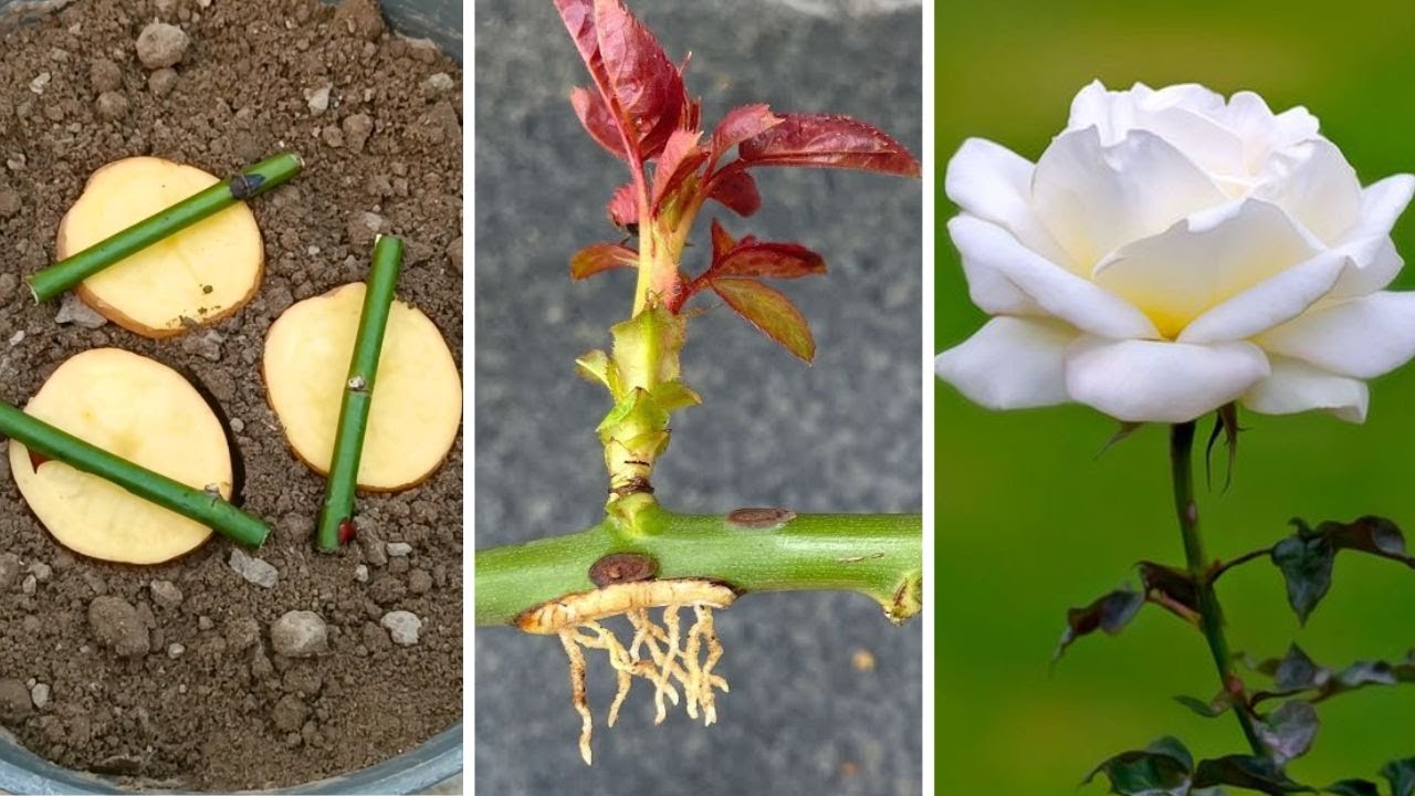You will be surprised by how to propagate roses with potatoes