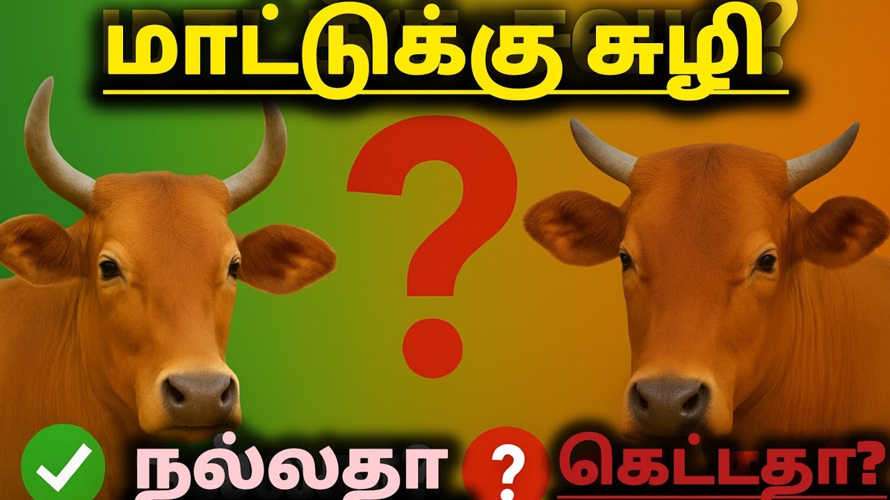 மாட்டுக்கு சுழி நல்லதா கெட்டதா? | மாடு வளர்ப்போருக்கான முக்கிய தகவல் 🐄