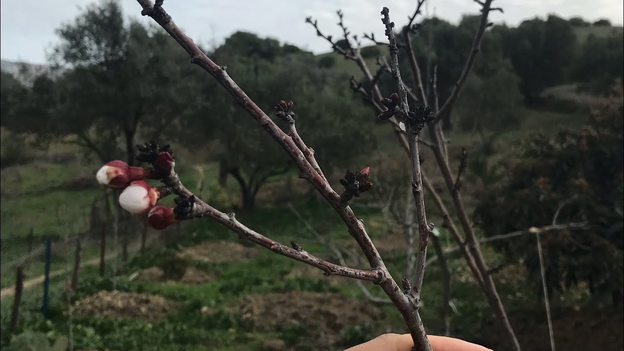 الأعضاء والأغصان المثمرة لجل الأشجار المثمرة- organes fructifères arbres fruitiers - bearing wood