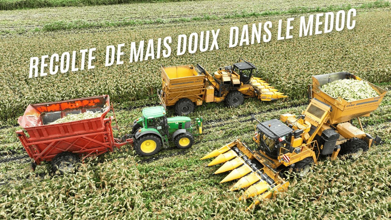 😨3 chantiers dans la même parcelle  dans le médoc 🌽récolte maïs doux avec la Sarl JPBM & associés
