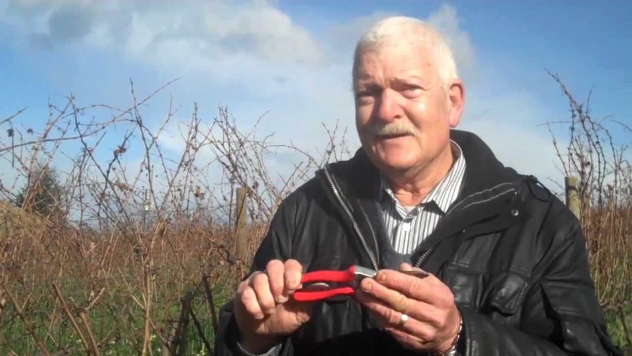 Snoei vir tonne en gehalte -- Archer gee raad