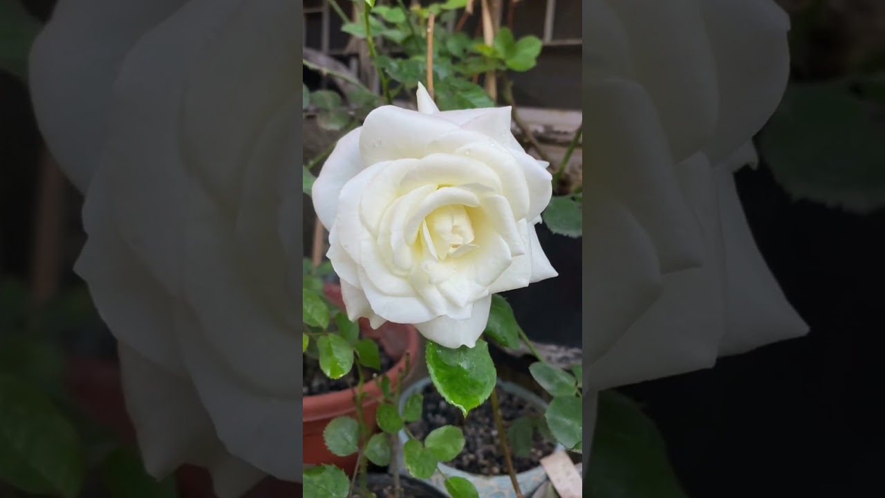 Rosa ‘Pierre Arditi’ bred by Meilland 