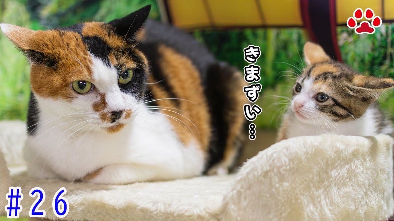 自分そっくりの先輩猫の隣に来た子猫ラテの戸惑い顔が可愛すぎた【瀬戸の3兄弟日記】