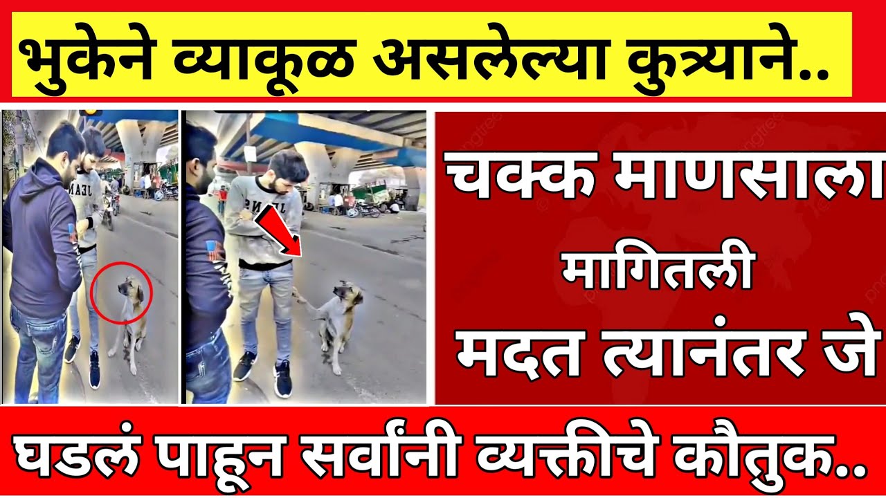 भुकेने व्याकूळ असलेल्या कुत्र्याने चक्क माणसाला मागितली मदत..| marathi news | viral news | 004