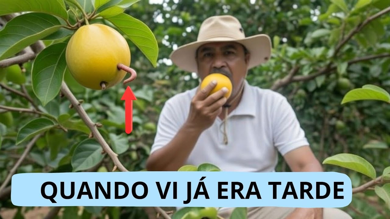 VOCÊ NÃO É O BICHO DA GOIABA? 😂😂😂