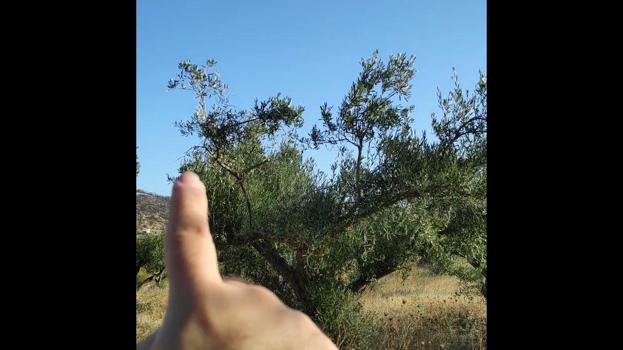 Το 1ο βήμα στο κλάδεμα: Προσανατολισμός του δέντρου.