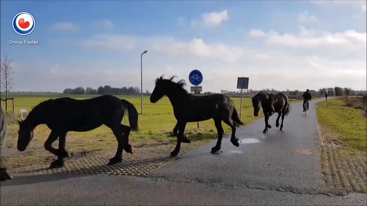 Friese paarden verhuizen van het weiland naar stal