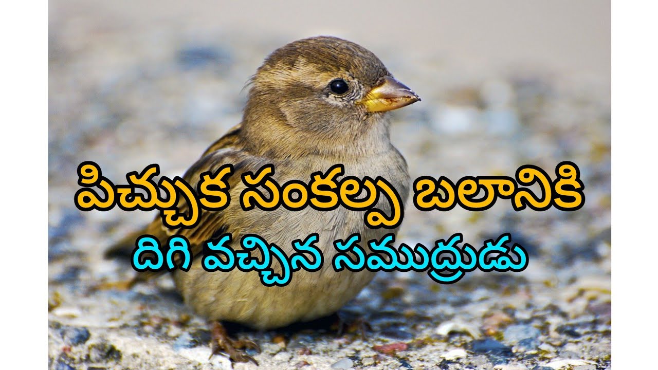 పిచ్చుక సంకల్ప బలానికి దిగి వచ్చిన సముద్రుడు...@babugeniusworld #motivationalvideo