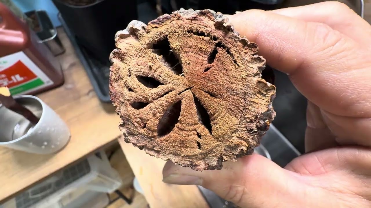 パキプス発根管理3/12朝　ドーラちゃんがいう動き