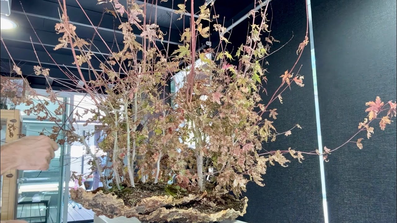 SE9 EP3-2 Cutting Back and Wiring One Of My Favorite Forest