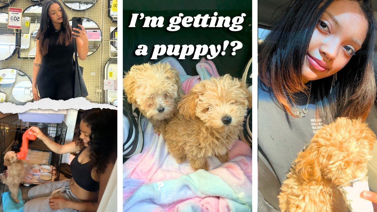 I got a puppy! | picking her up, cleaning my apartment, mall run | vlog