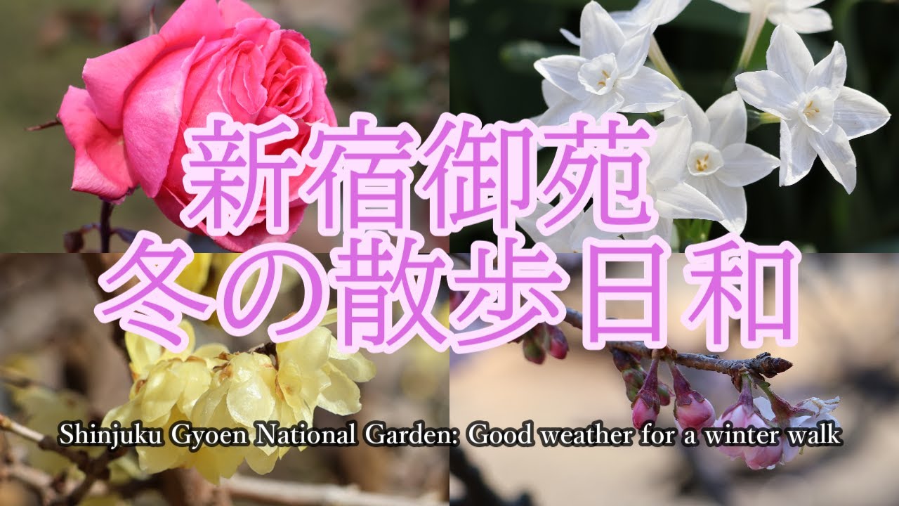 新宿御苑 冬の散歩日和 水仙・ロウバイ・バラが咲いていました♪/Shinjuku Gyoen National Garden: Good weather for a winter walk​/4K