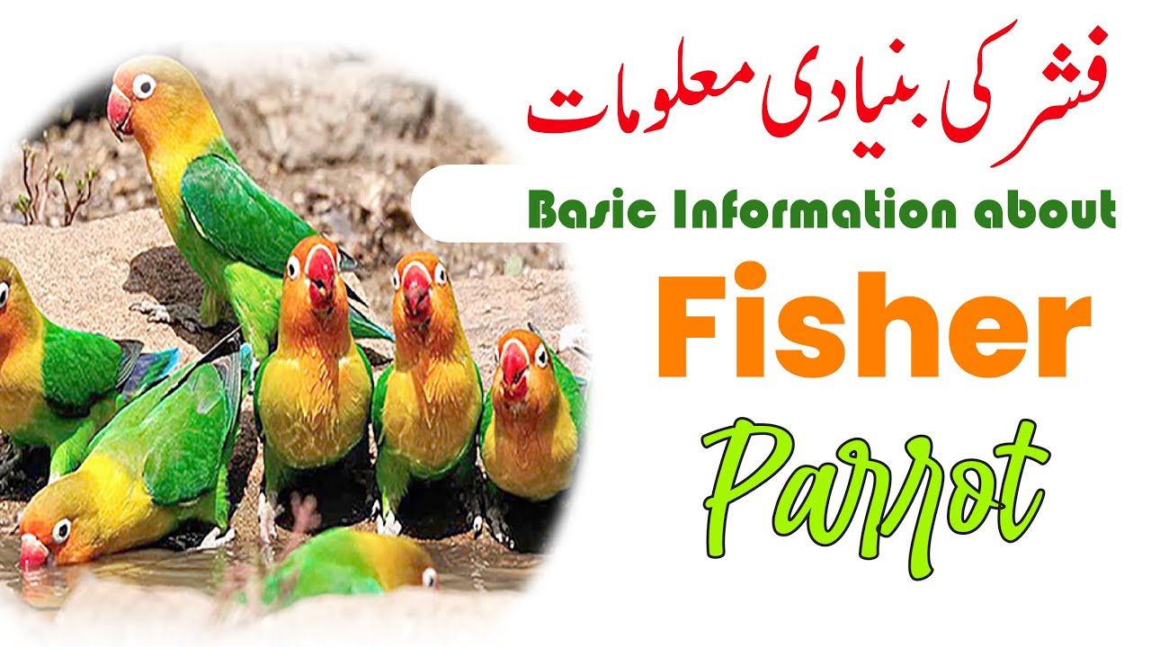 Fisher love birds information | Fisher parrot information | fisher breeding tips | Green fisher